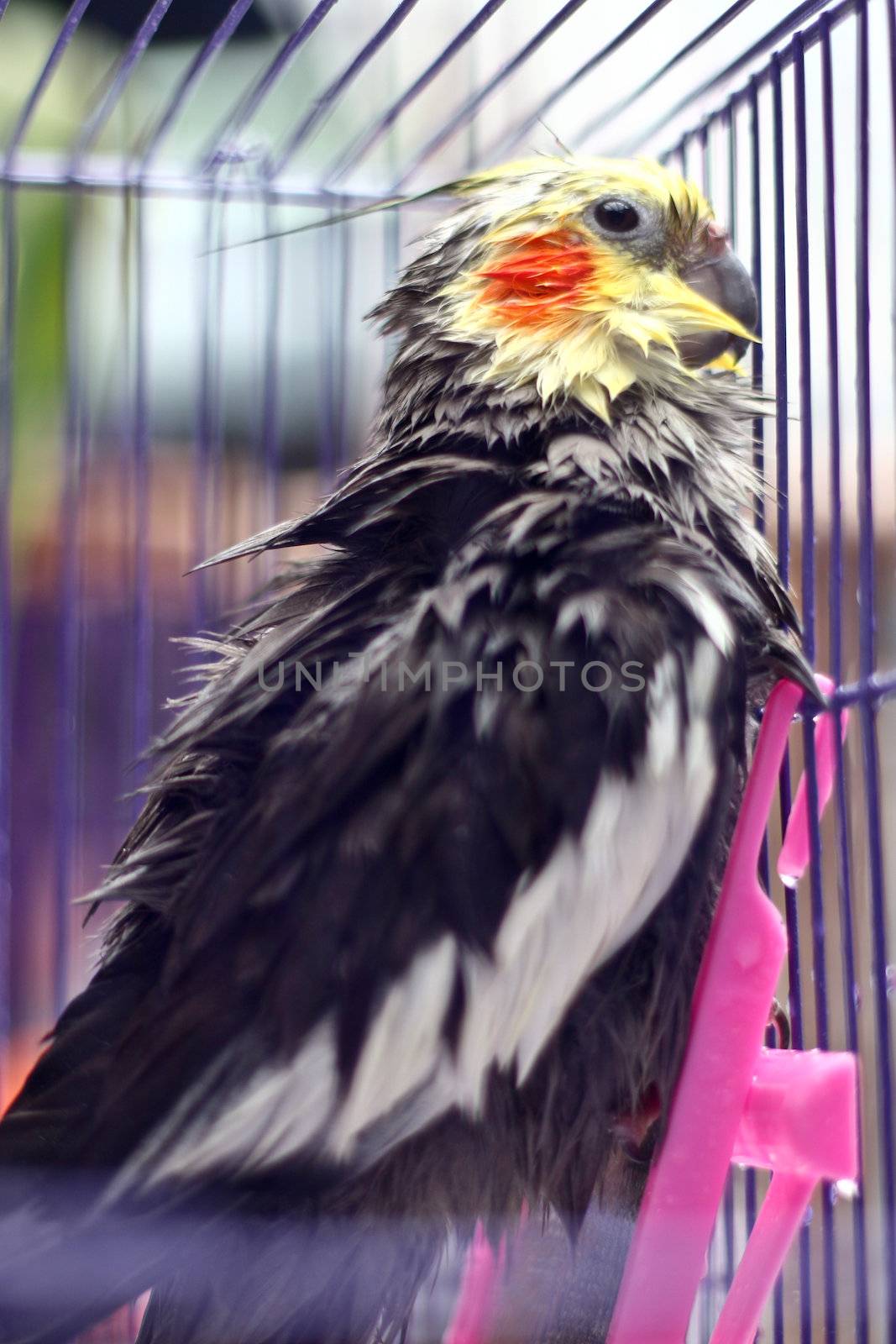 A Cockatiel after washing with wet feather