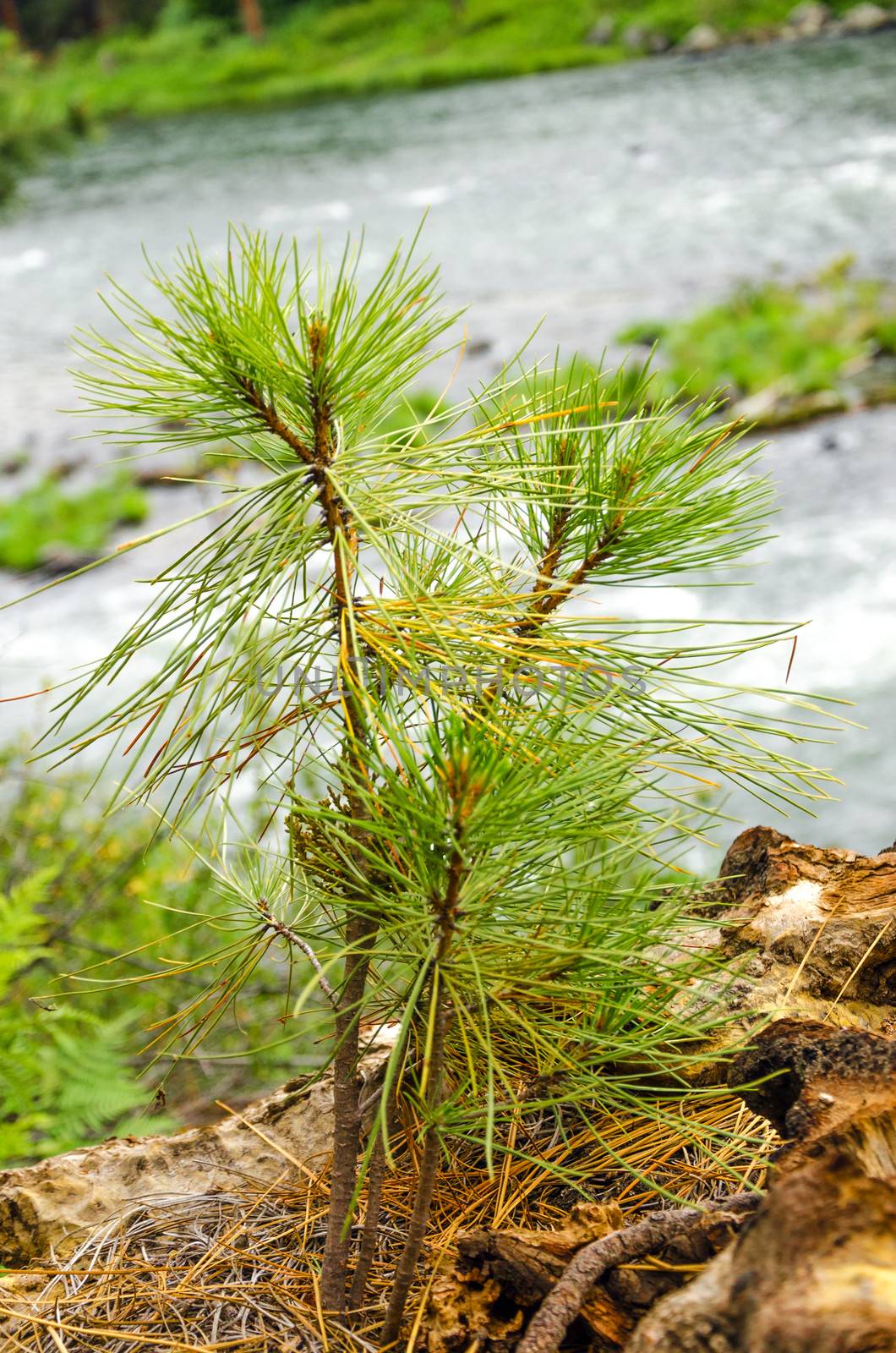 Small pine tree sapling growing in a forest