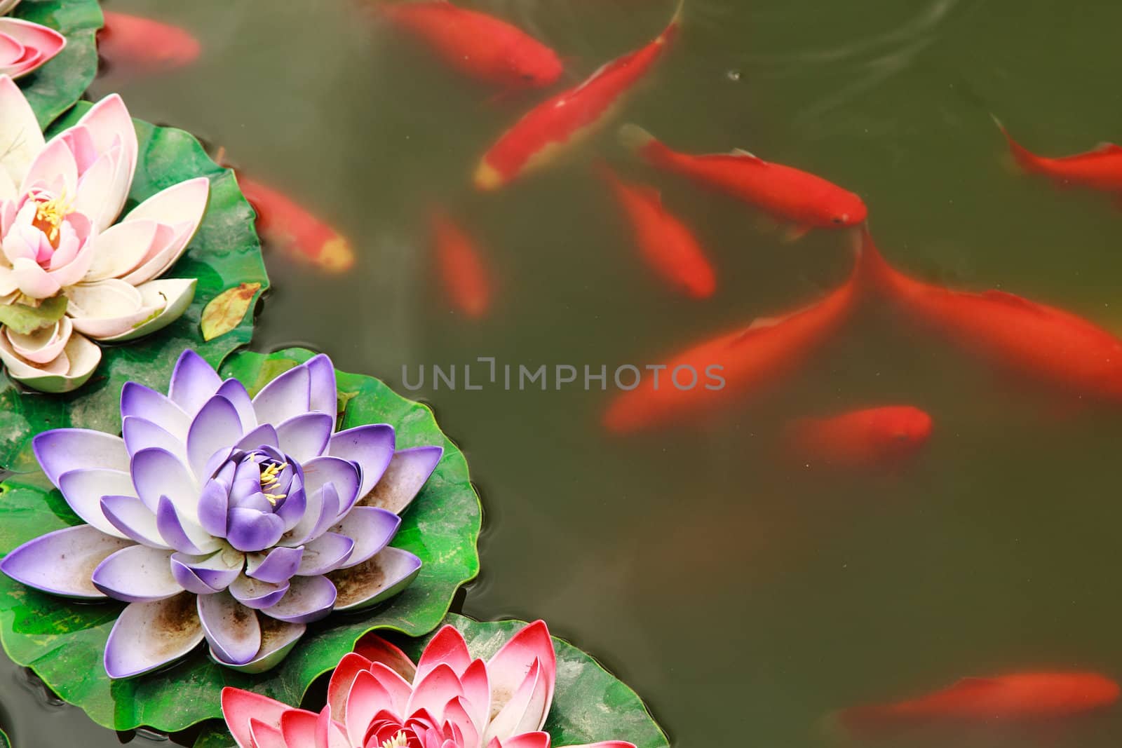 Fish koi in pond and lotus flower