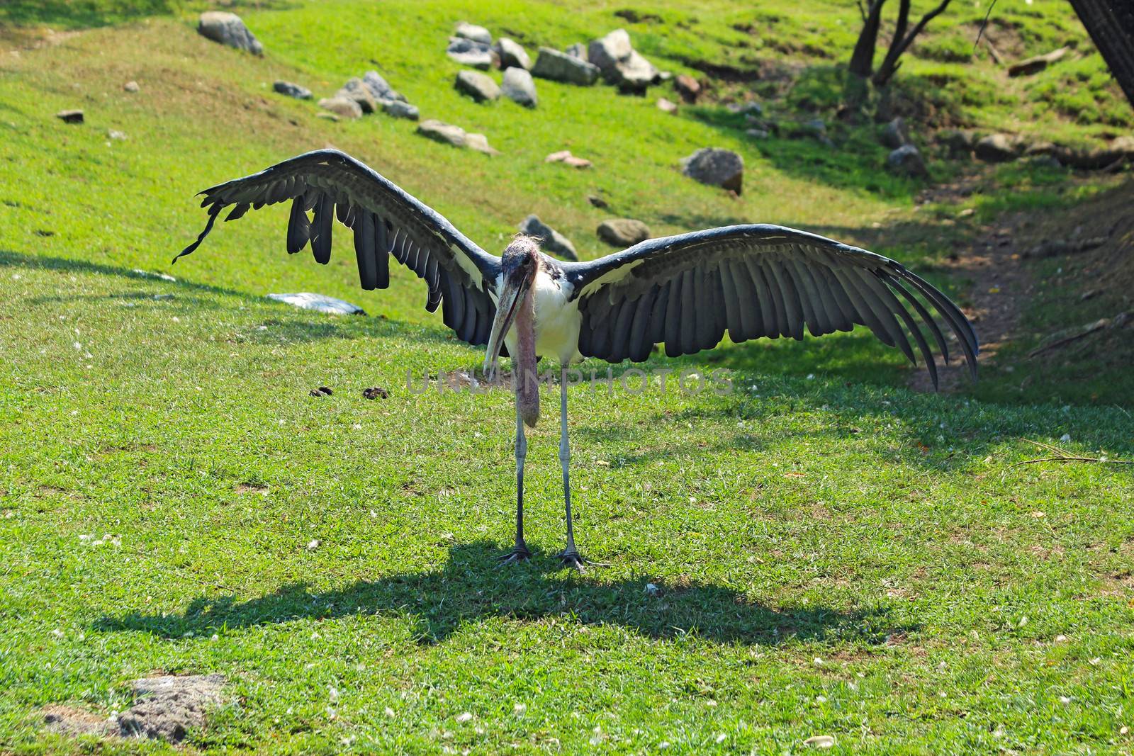 Marabou stork spreads its wings at the Indianapolis Zoo by sgoodwin4813