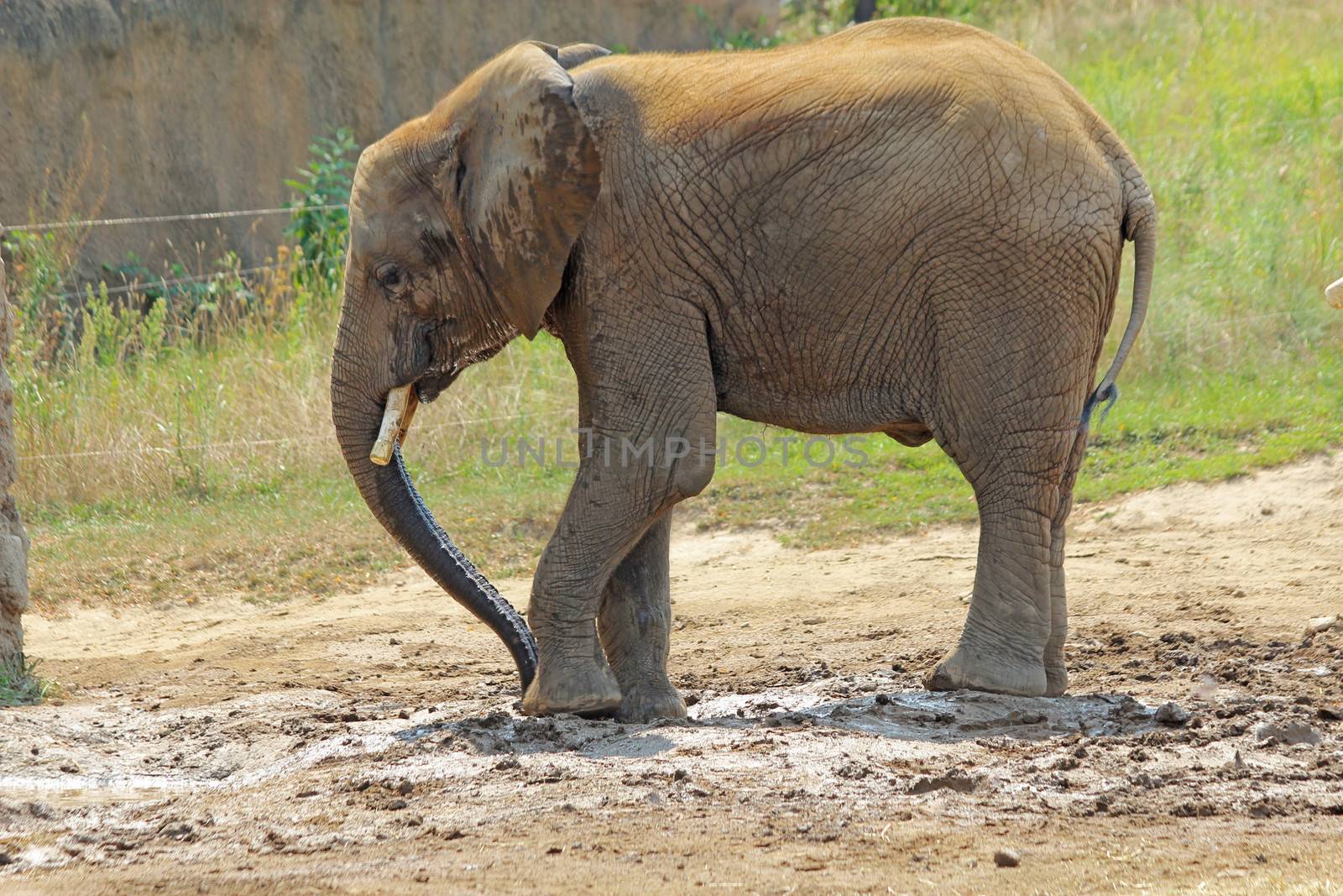 Small African elephant at the Indianapolis Zoo by sgoodwin4813