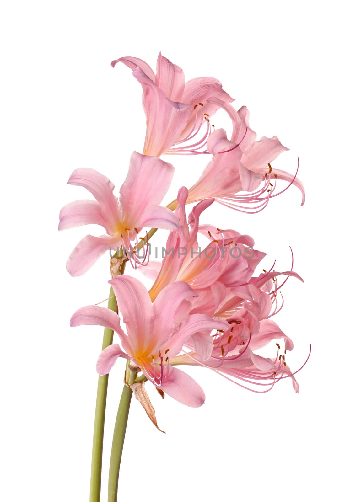 Pink flowers of Lycoris squamigera isolated against a white back by sgoodwin4813