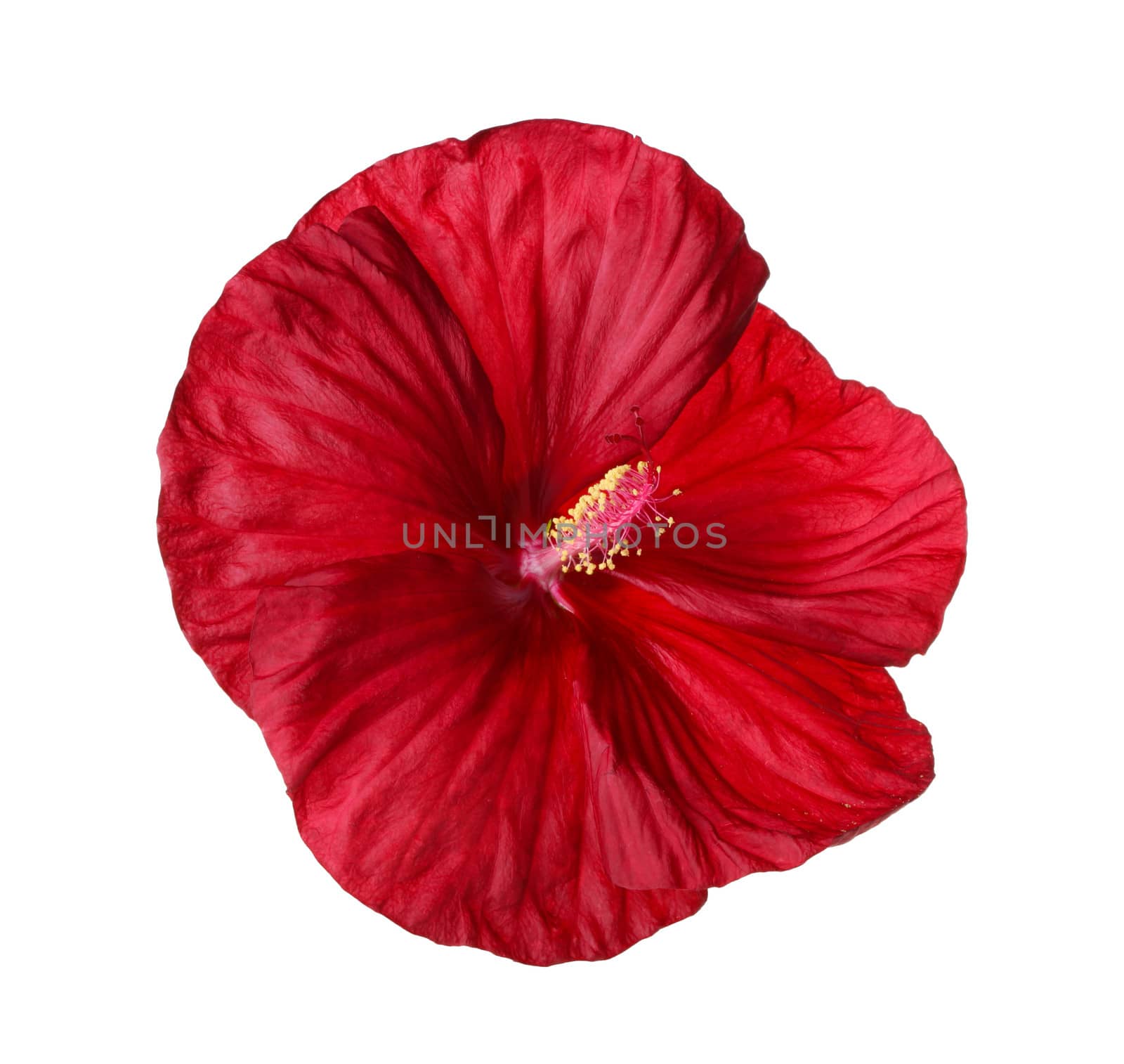 Isolated flower of a deep red hibiscus by sgoodwin4813