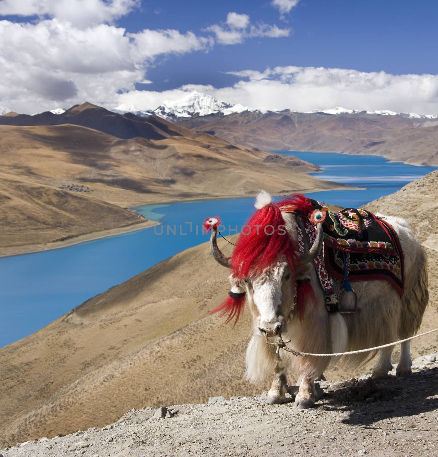 A domesticated yak on the Gambo Pass above Yamdrok Lake in the Tibet Autonomous Region of China. 