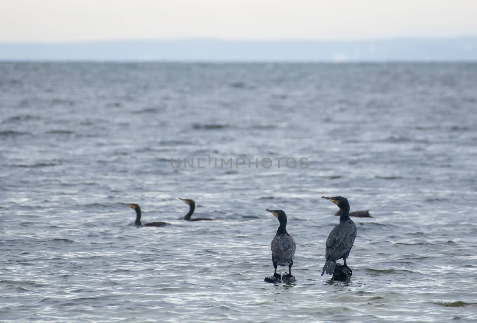 Cormorant by Gucio_55