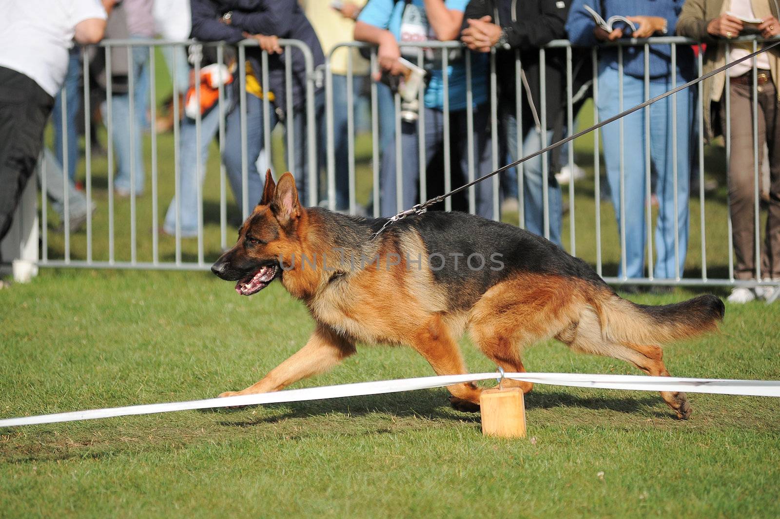 Running german shepherd dog in stadium