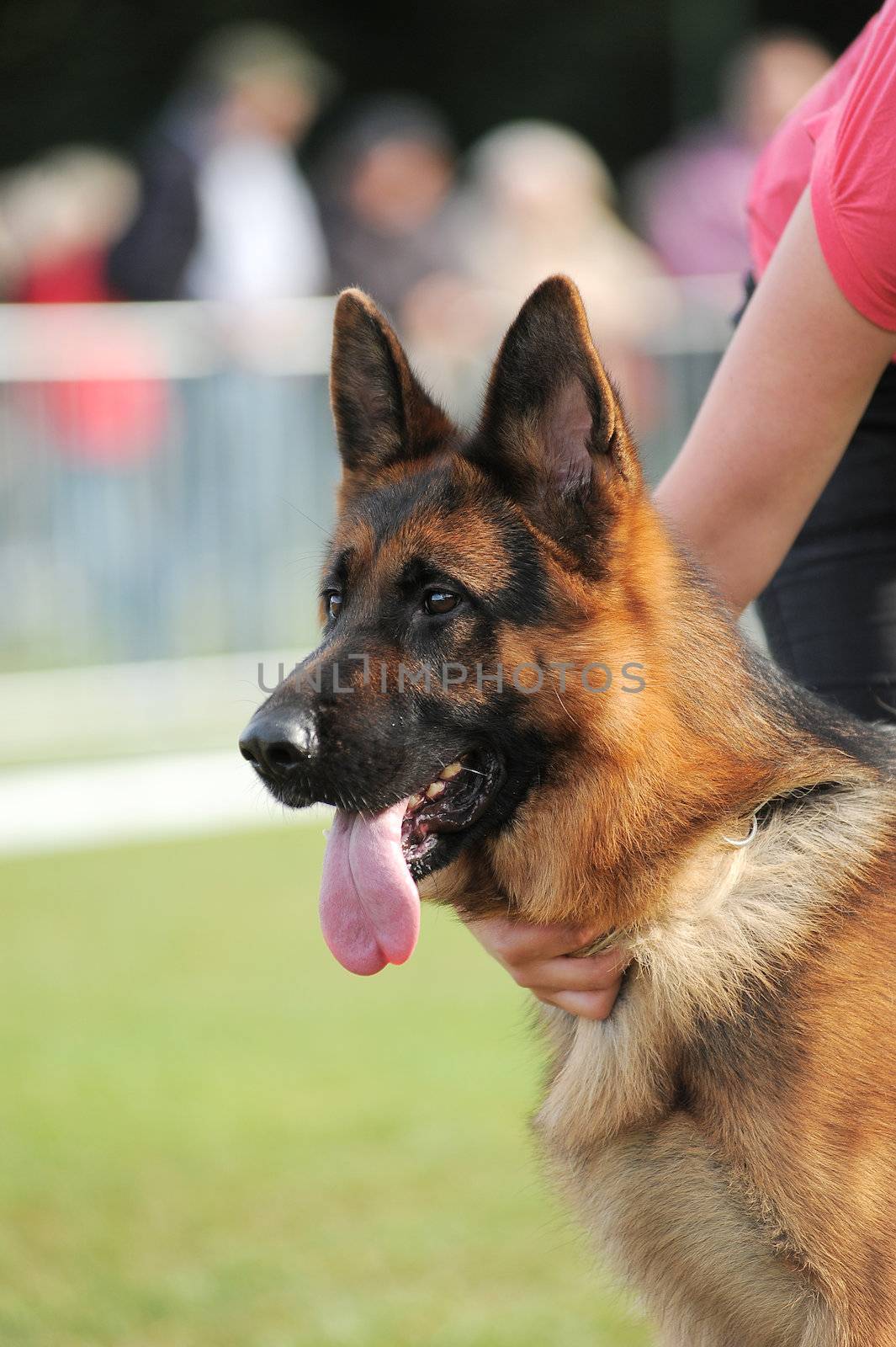 Portrait of german shepherd dog on stadium