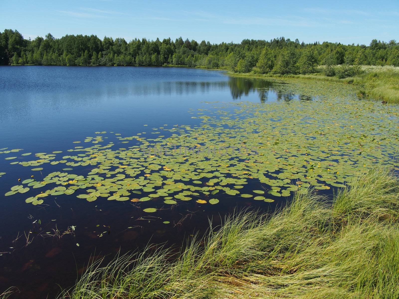 Lake in the summer