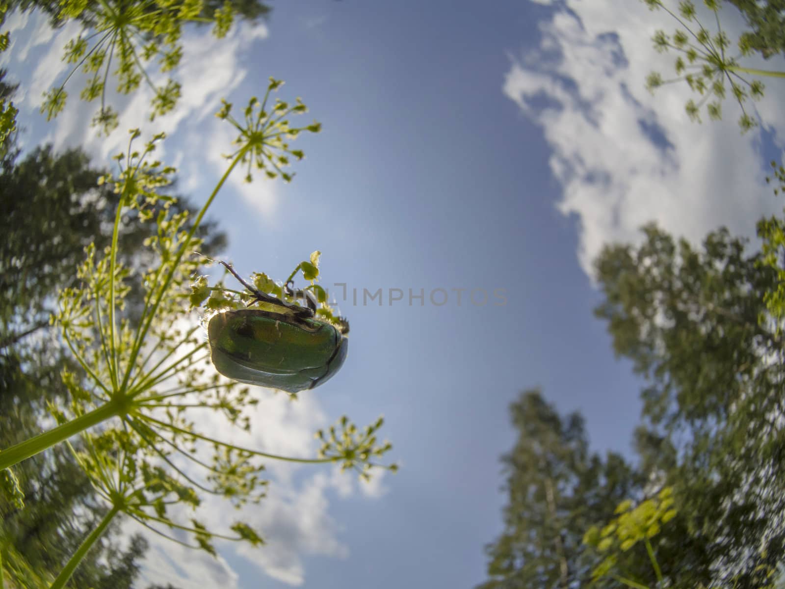 Chafer beetle on a flower