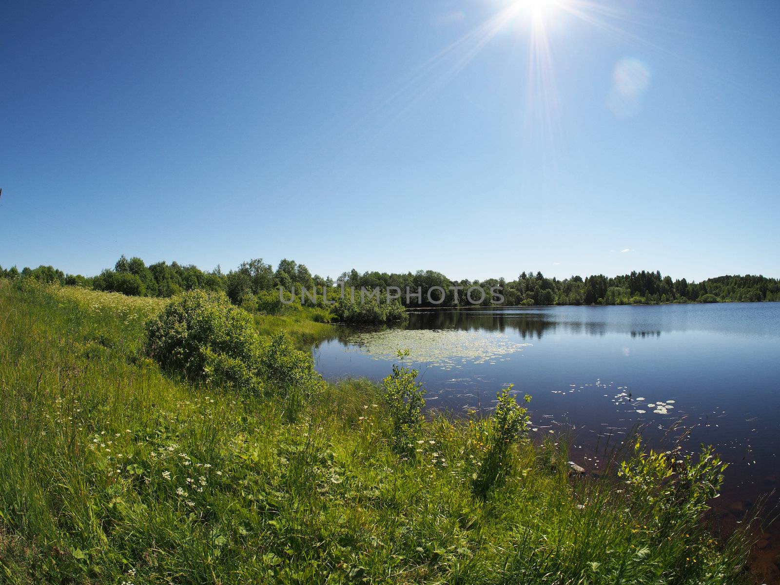 Lake in the summer