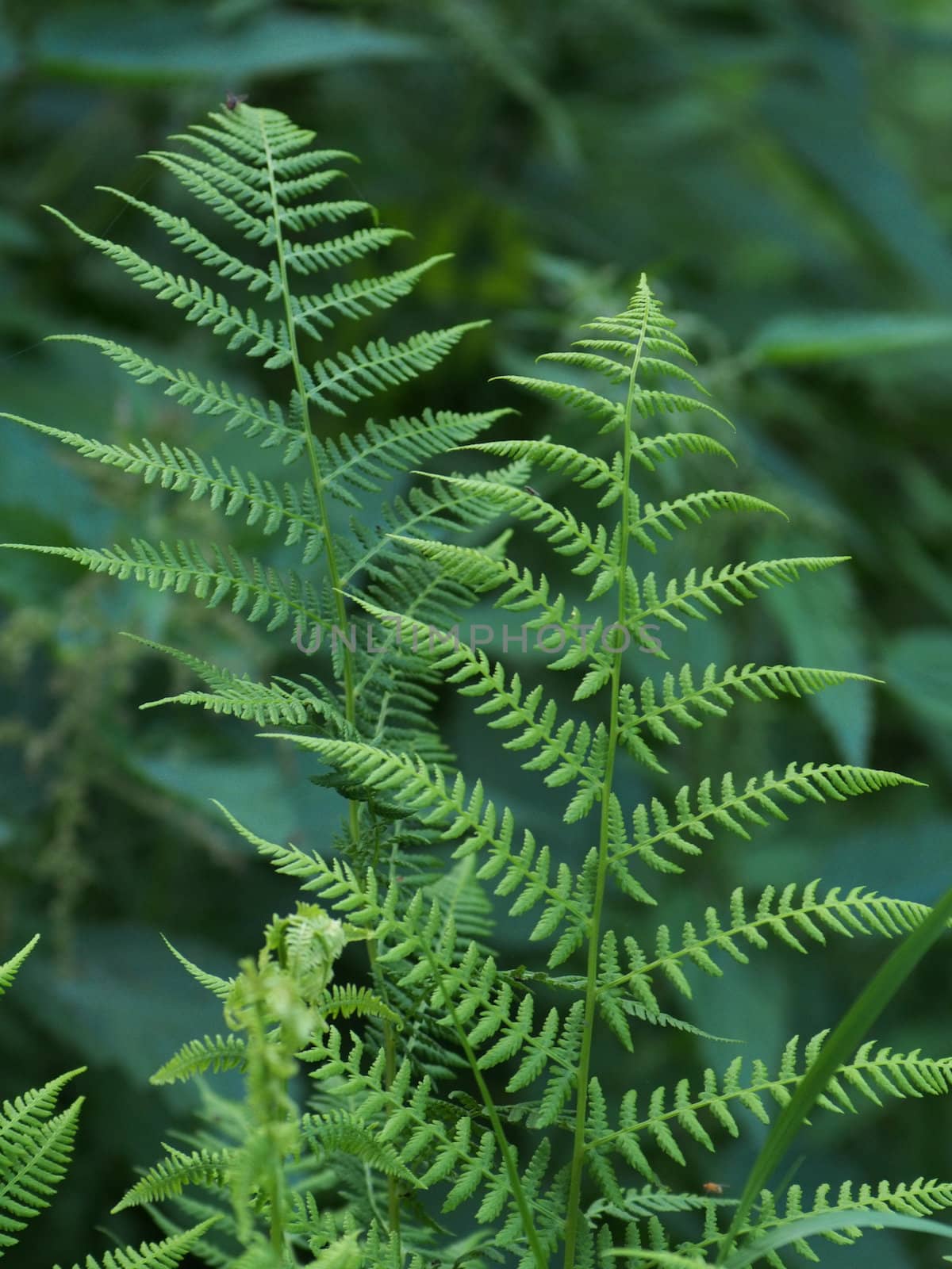 Plants in the forest