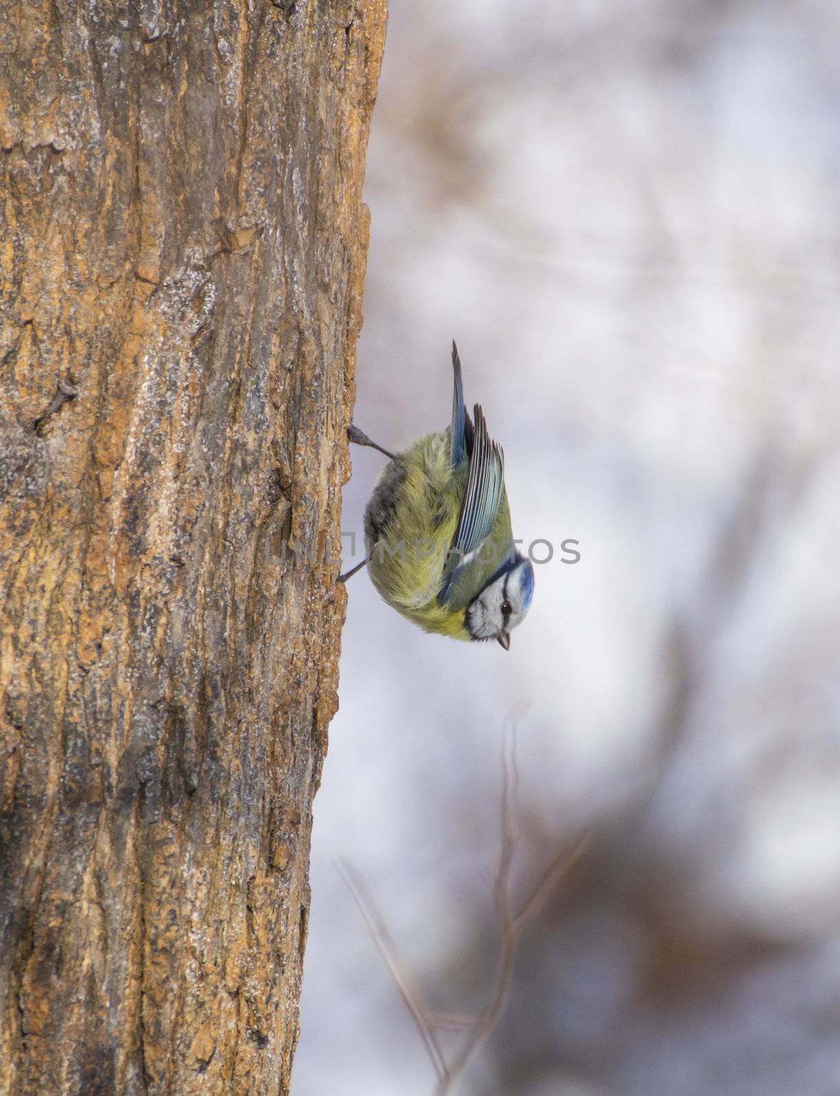 Cyanistes caeruleus on tree