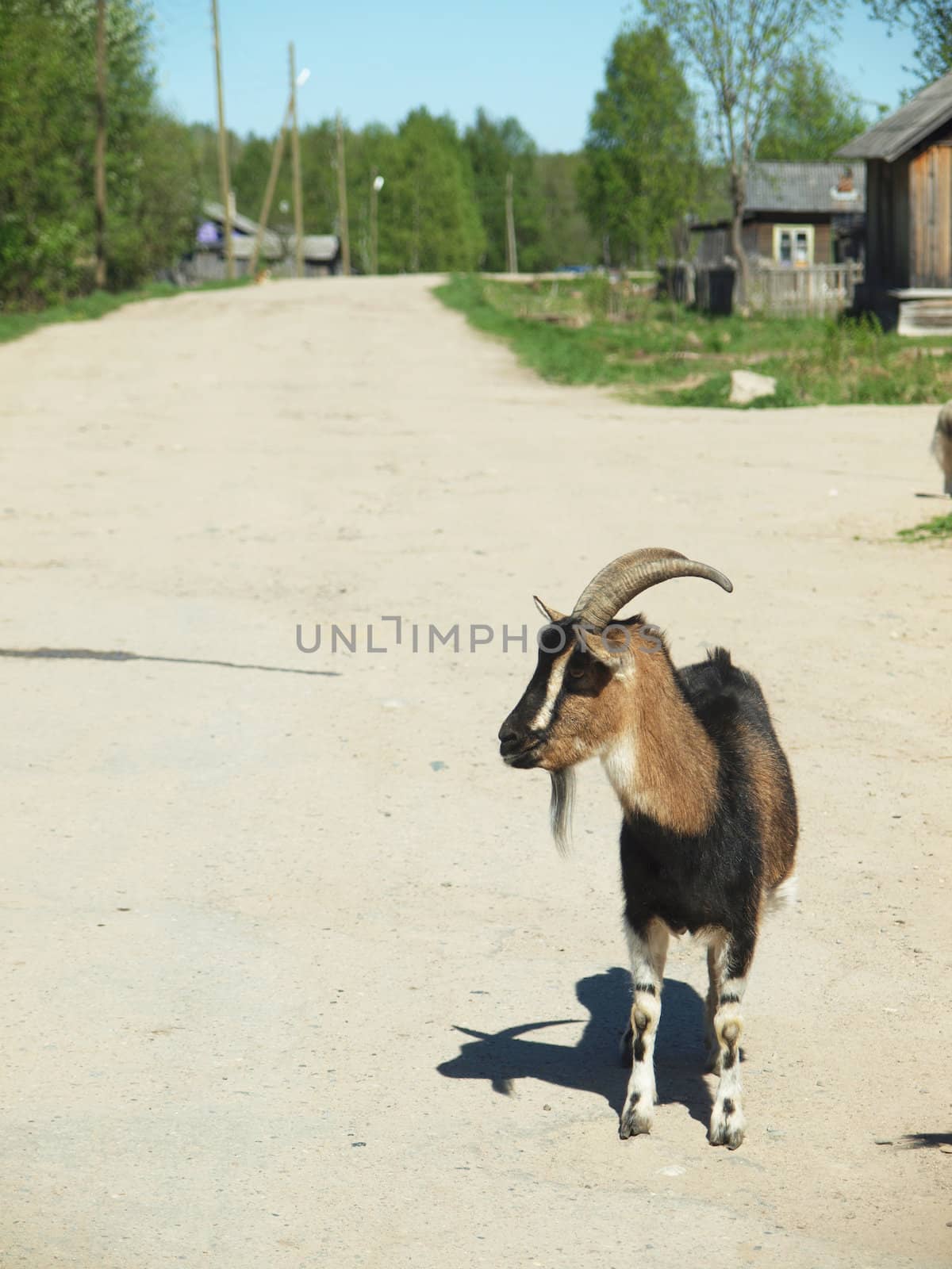 goat in the village