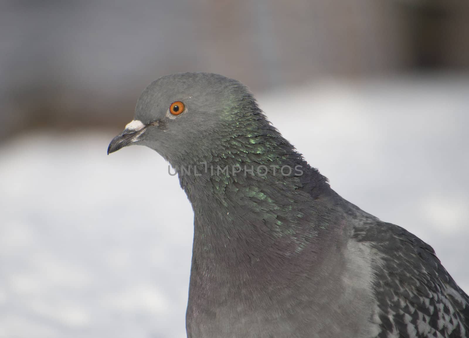 pigeons in winter on the lake