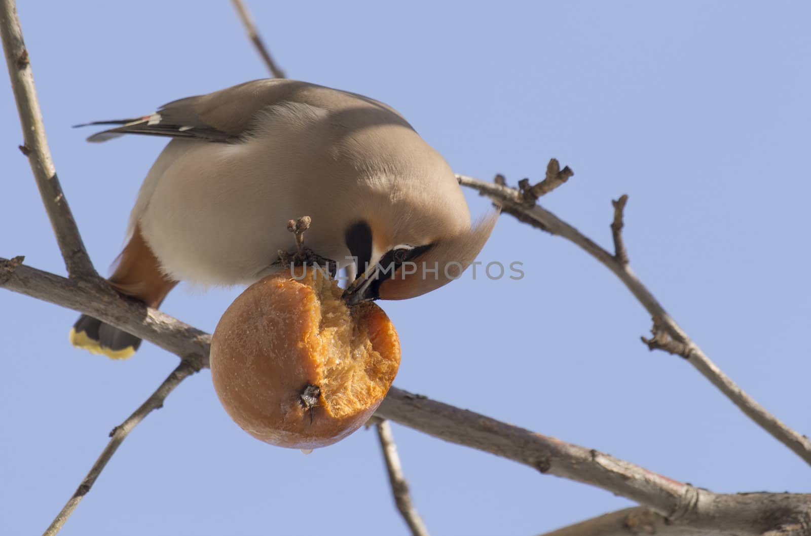 Waxwing eating apple