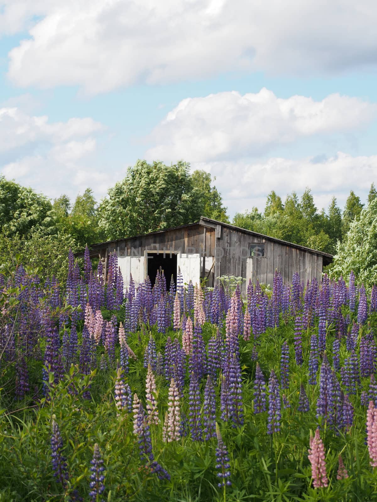 Wooden house in the village