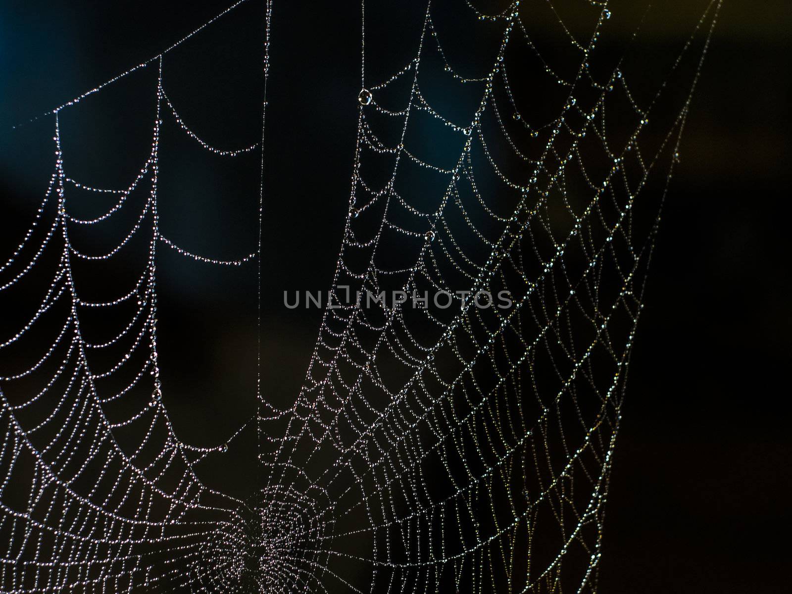 web spider