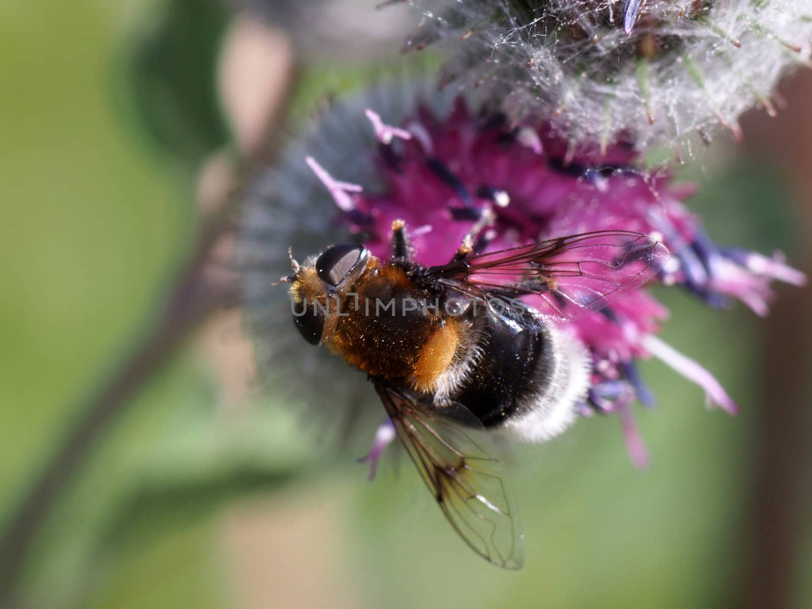 Fly on a flower