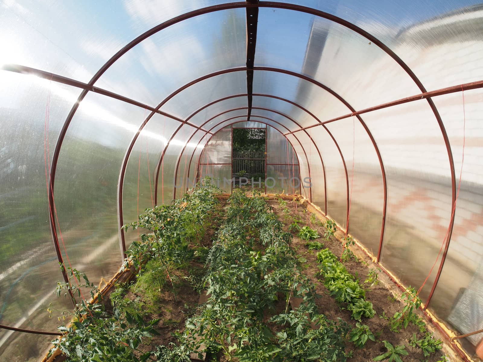 greenhouse inside