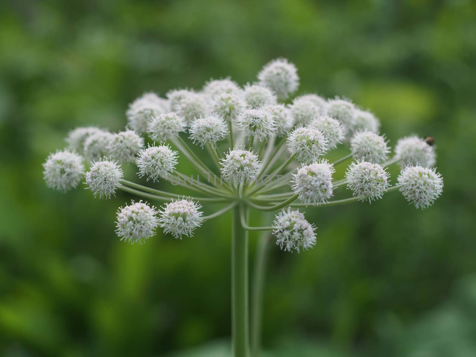 Plants in the forest