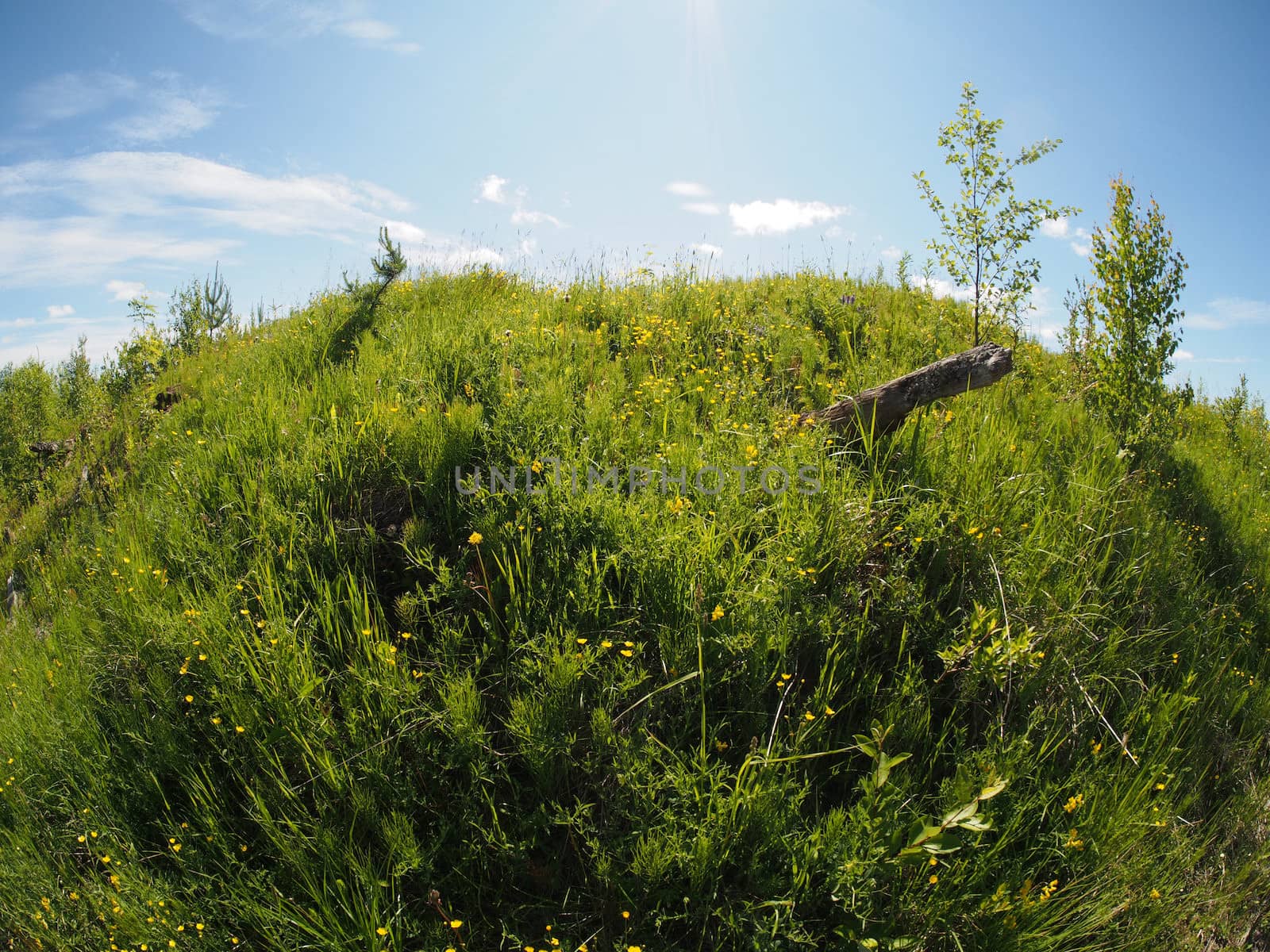 sunny meadow