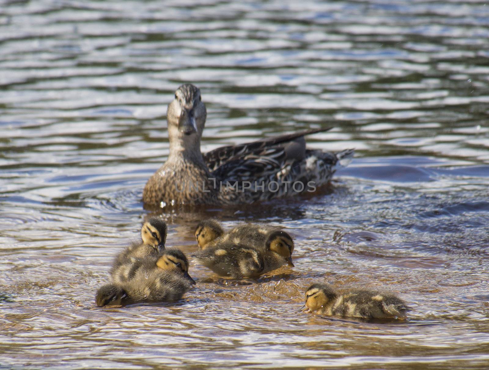 mallard duck and baby duck 