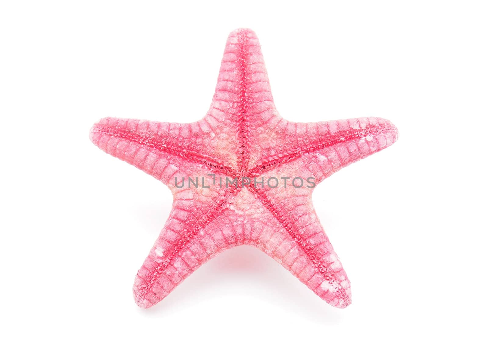 Starfish on a white background