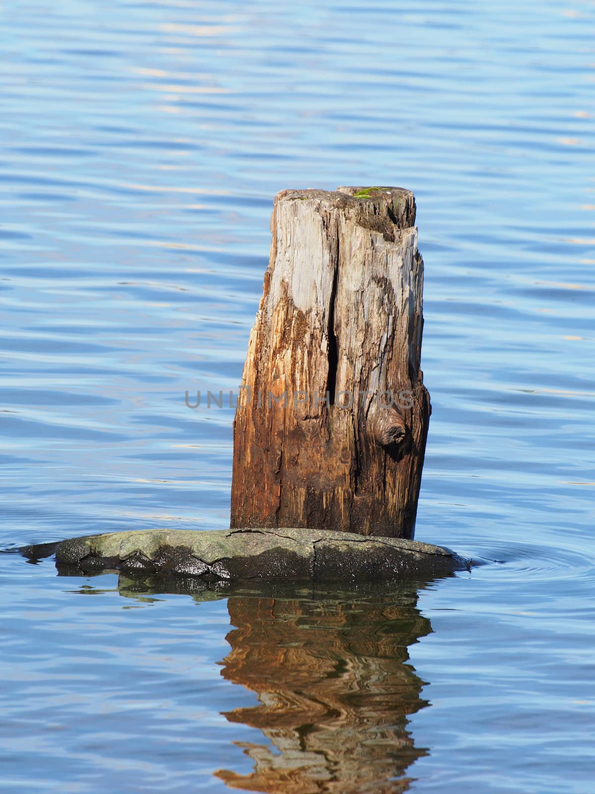 old piles in the lake