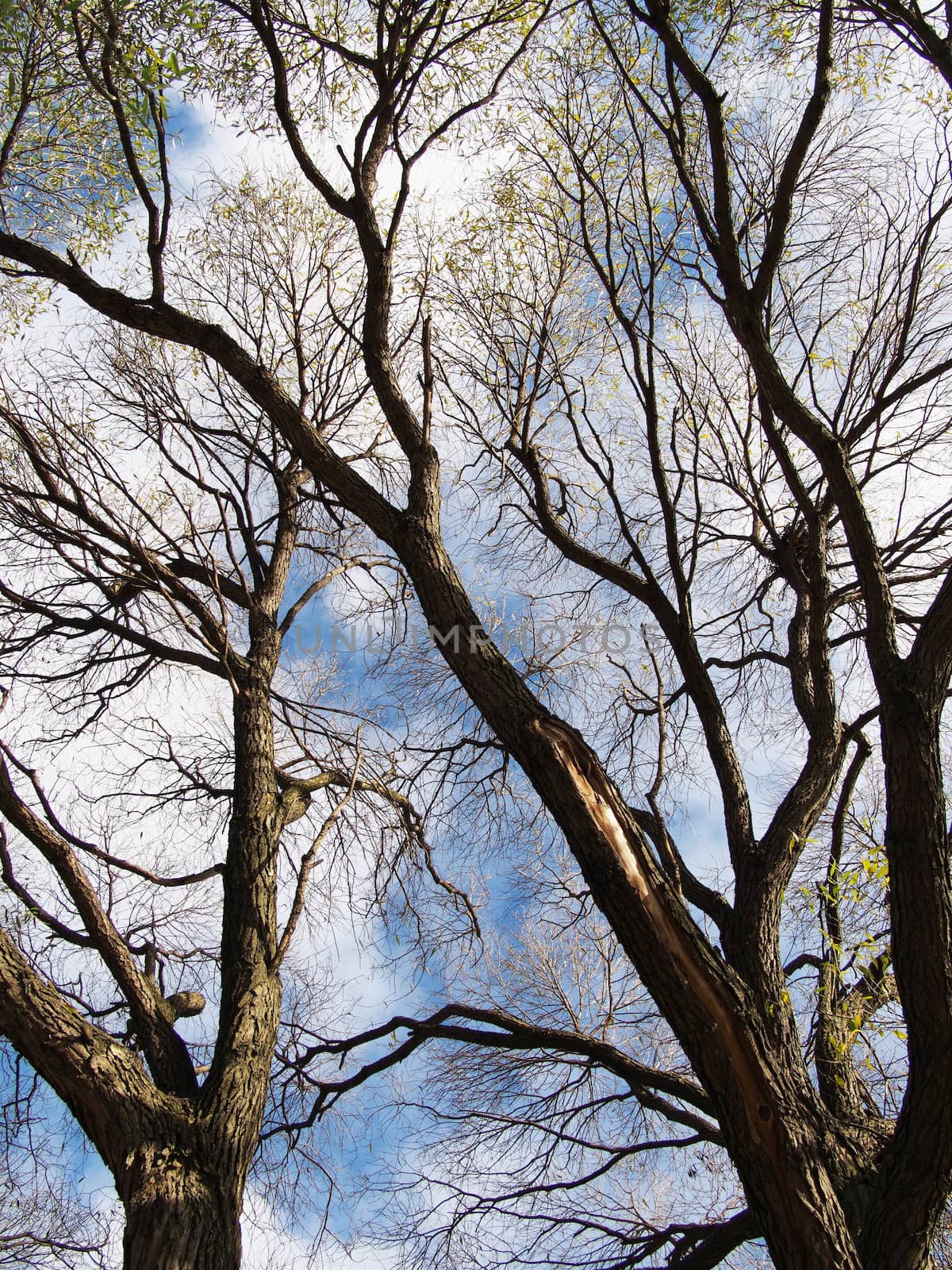 trunk of the tree