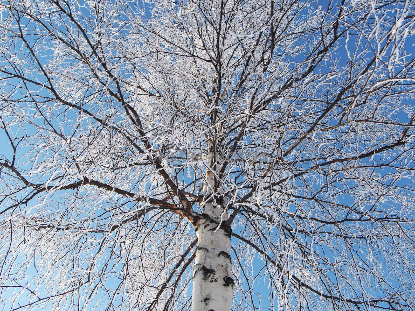 Birch in snow