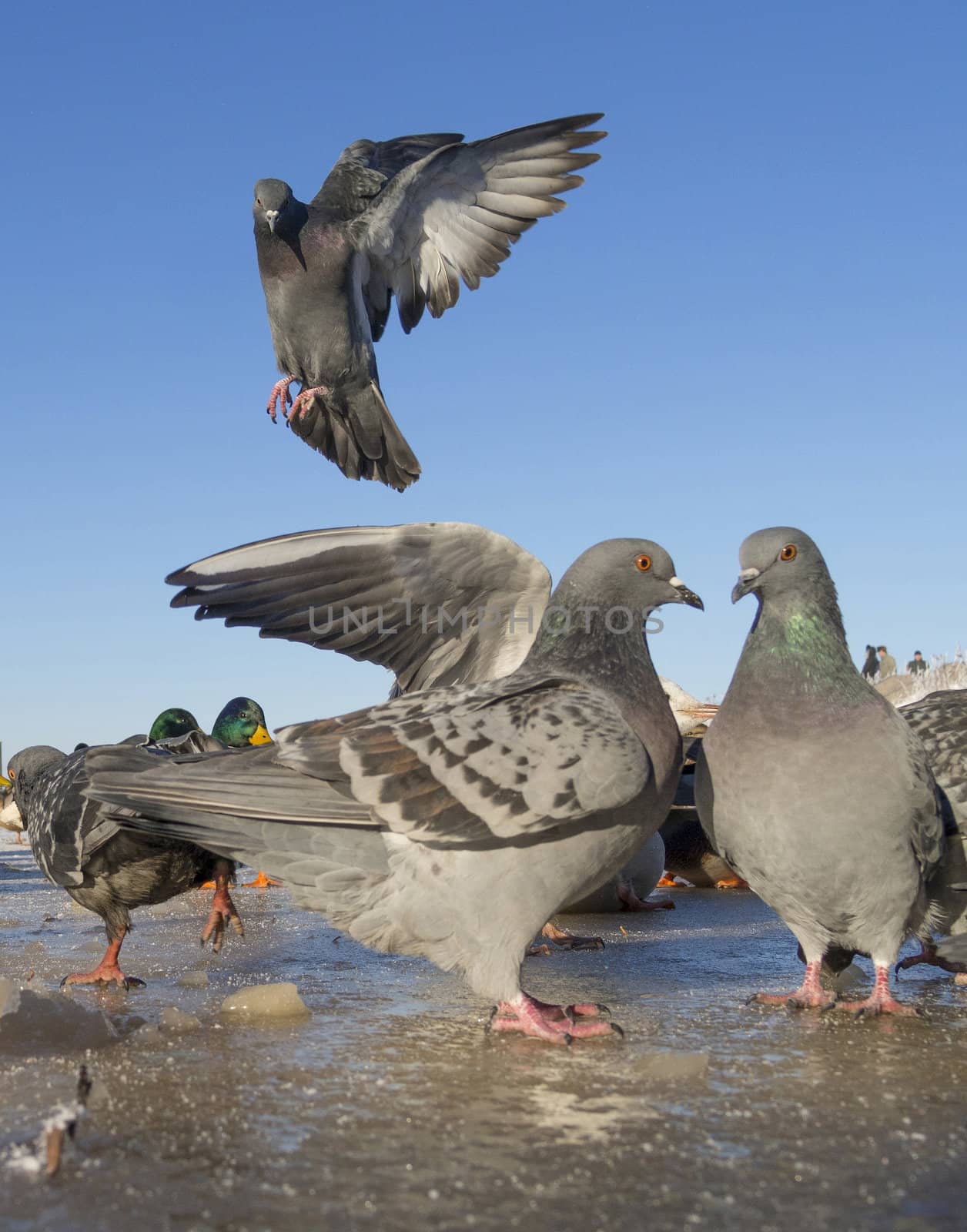pigeons in winter on the lake