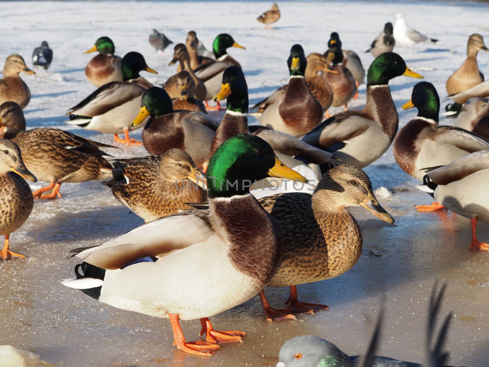 Birds on the lake in winter