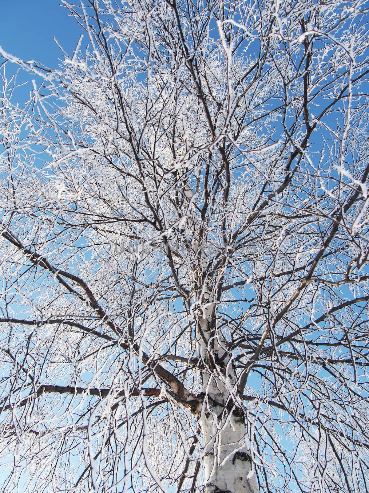 Birch in snow