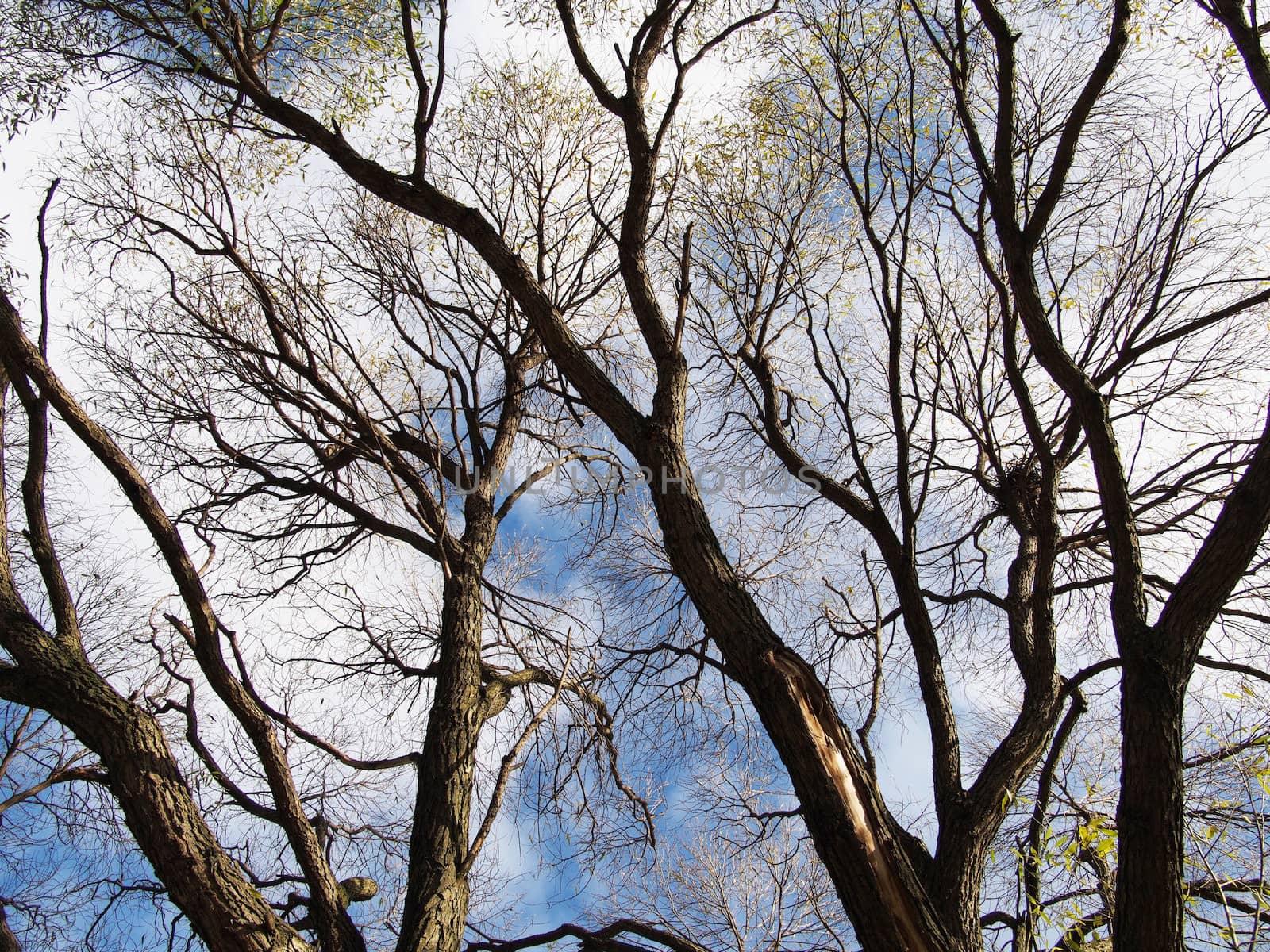 trunk of the tree