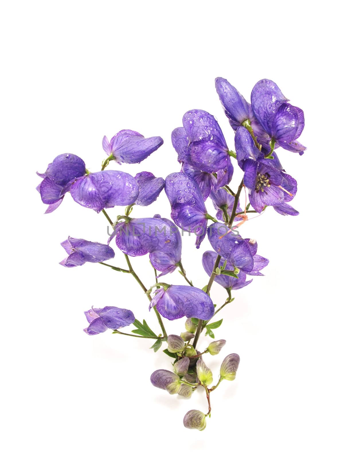 Aconitum napellus on a white background 