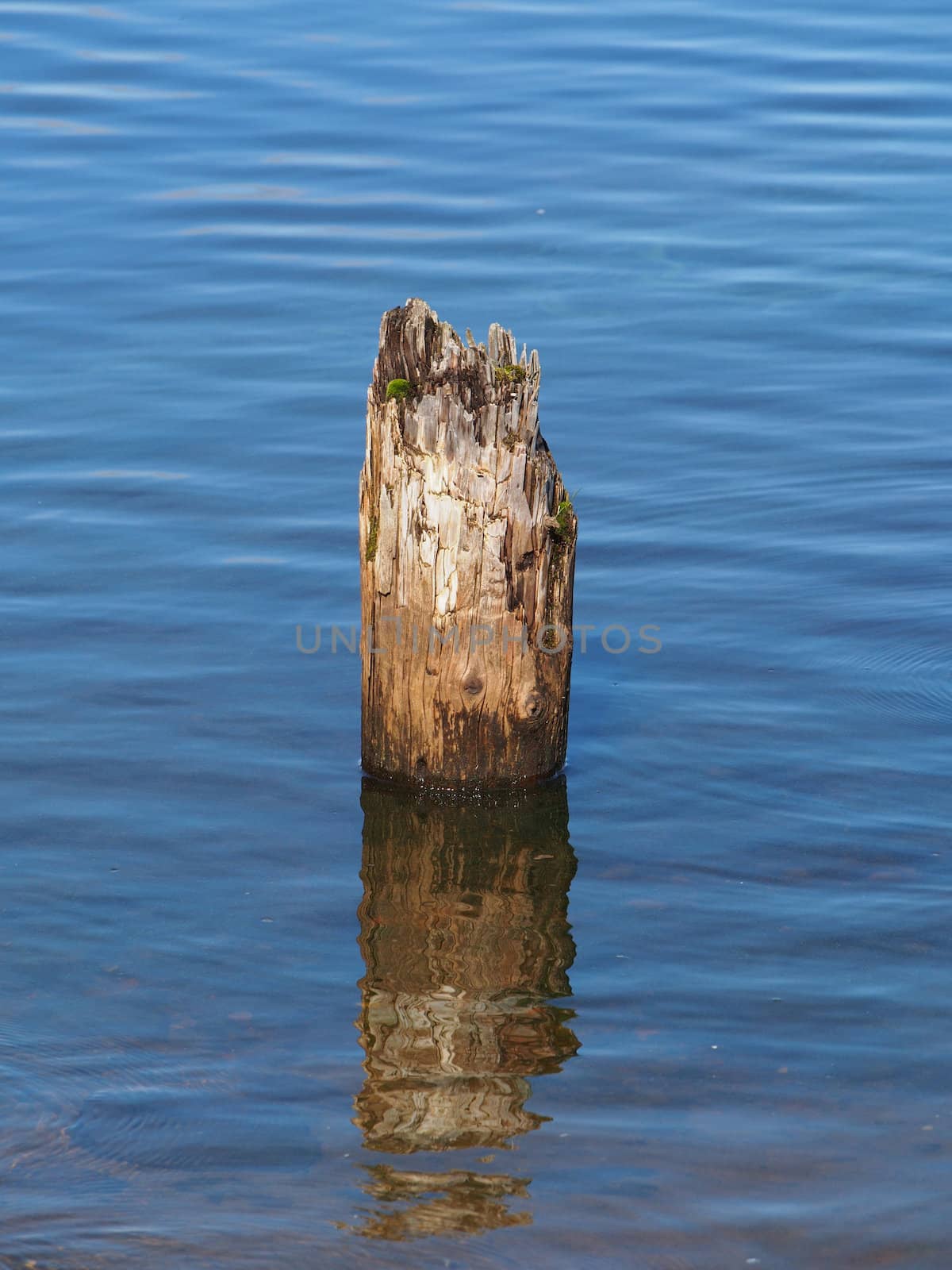 old piles in the lake