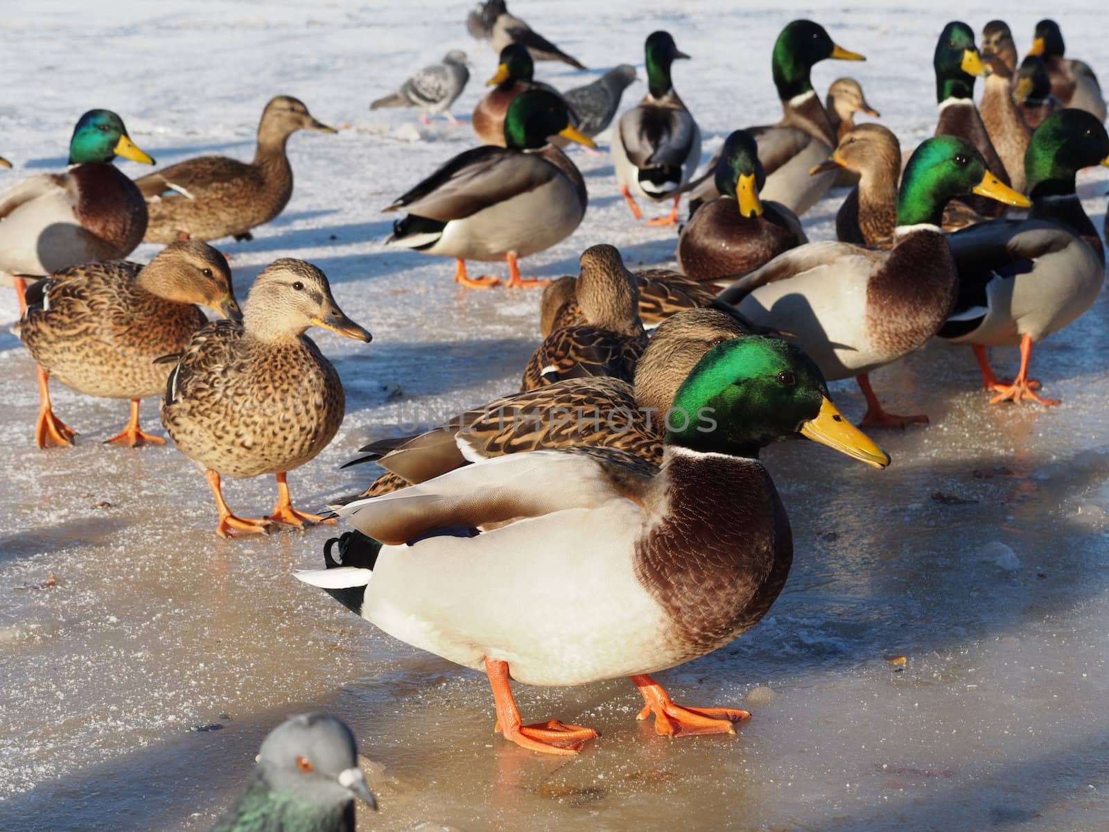 Birds on the lake in winter 