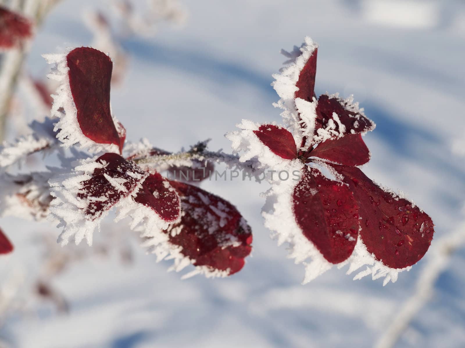 Barberry twig in snow