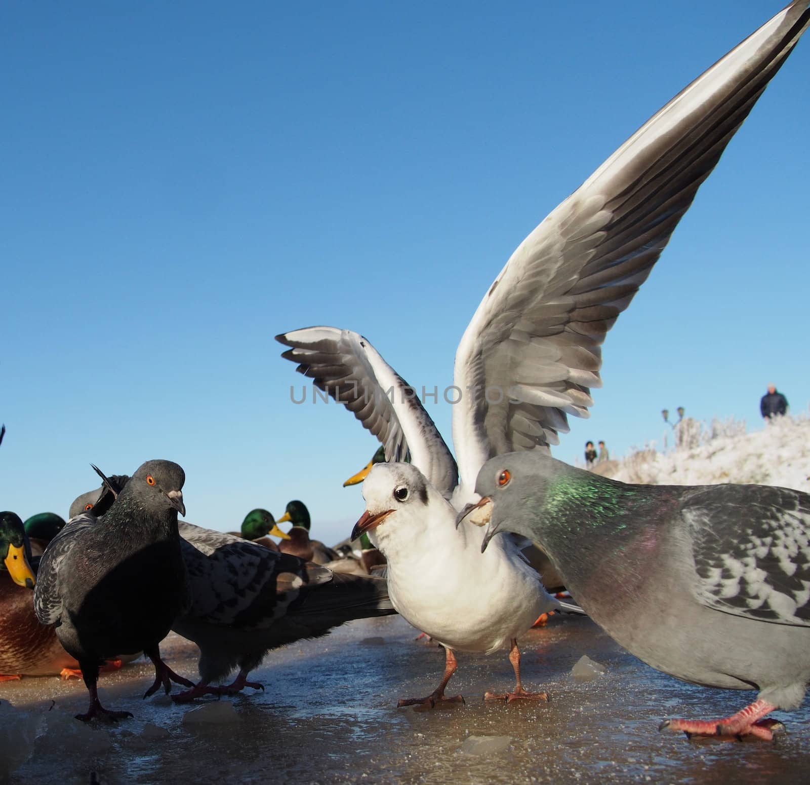 pigeons in winter on the lake by Enskanto