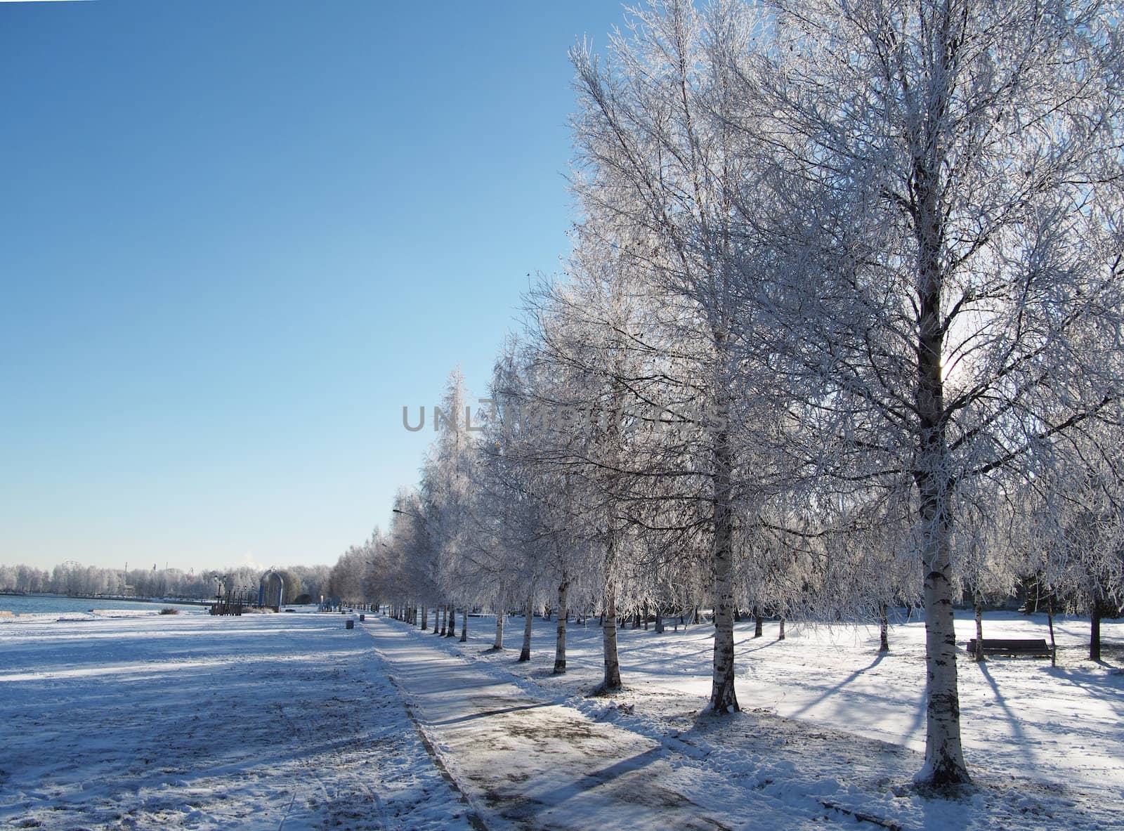 Birch in snow