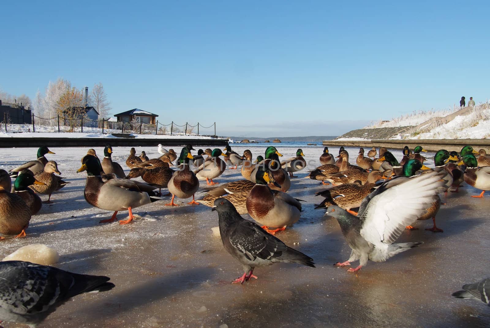 Birds on the lake in winter 