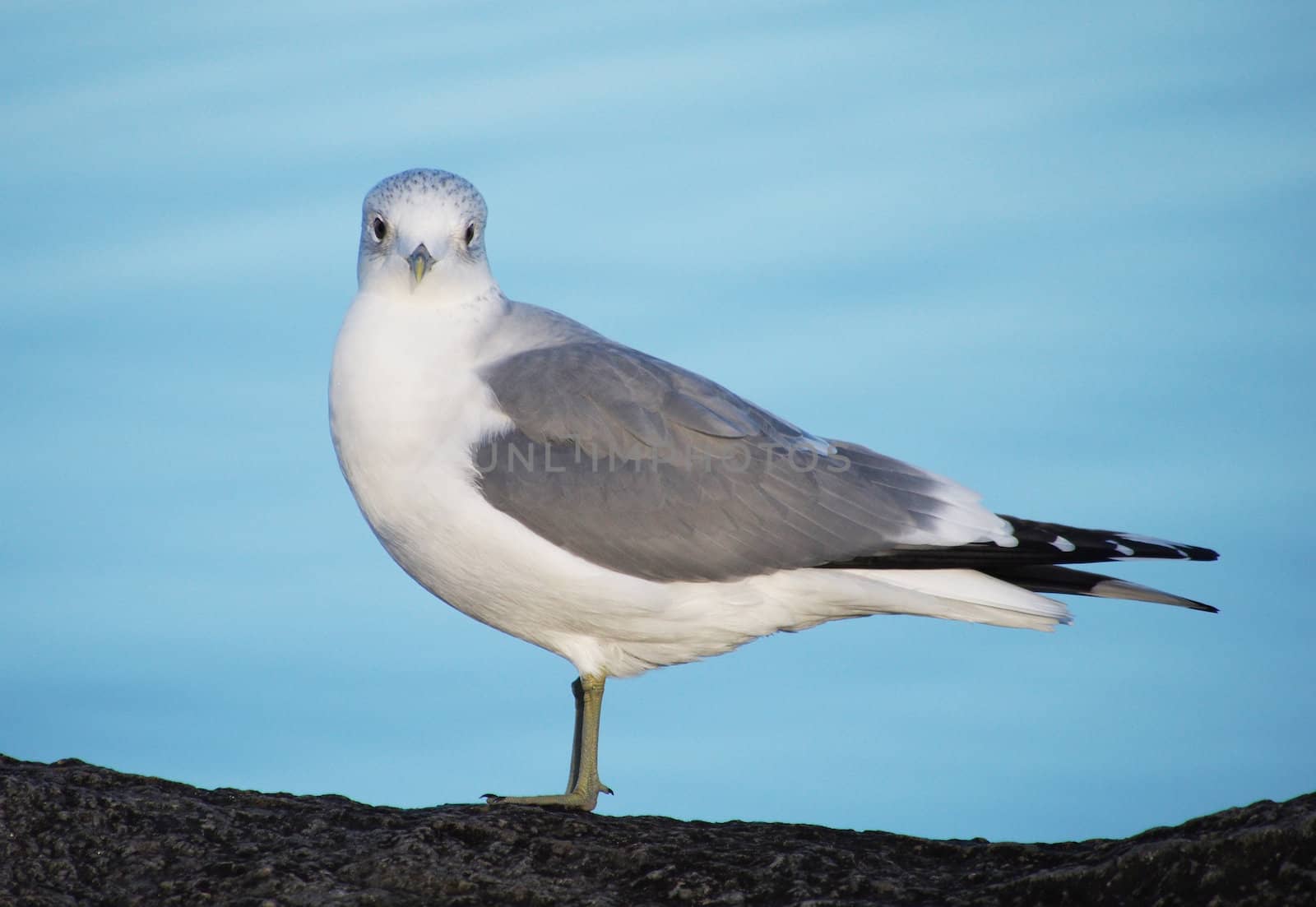 Seagull