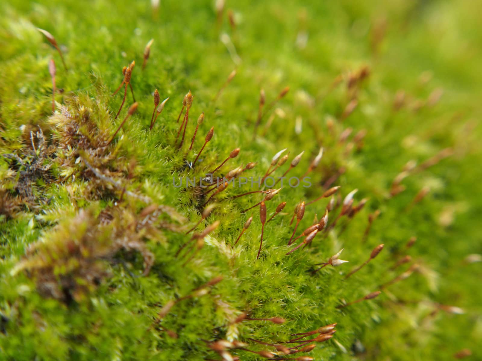  moss in forest 