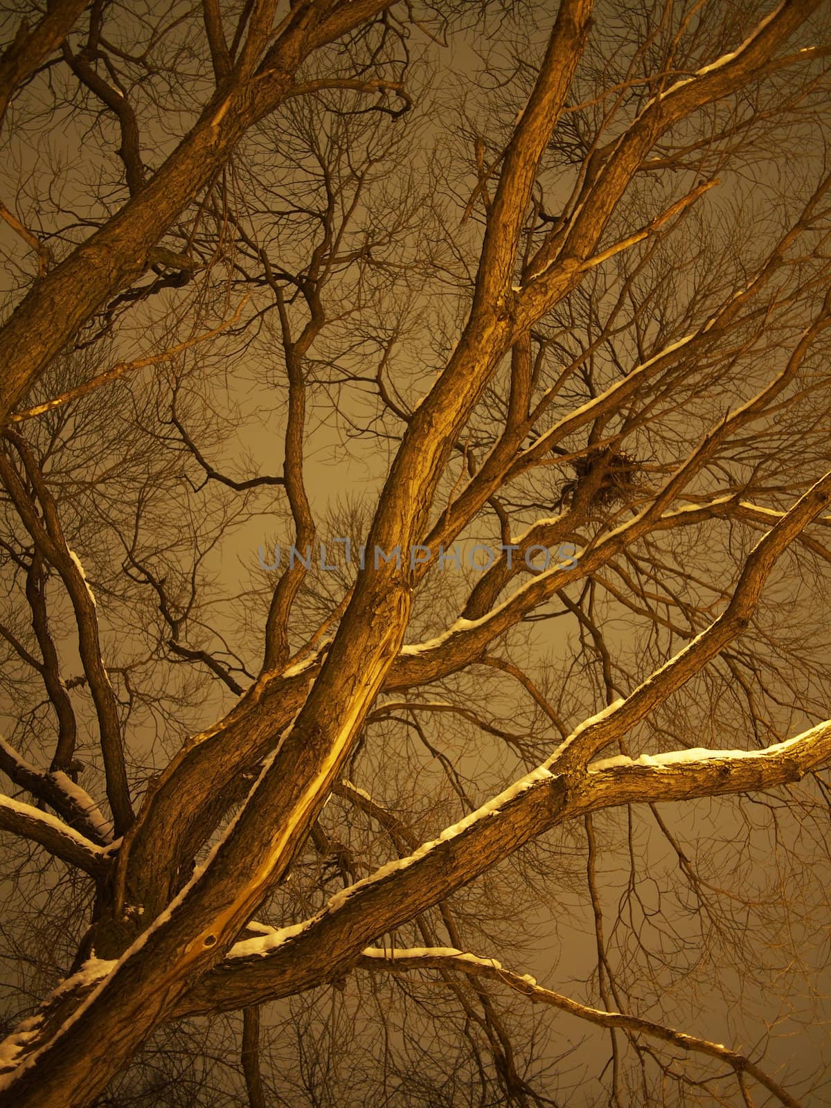trunk of the tree