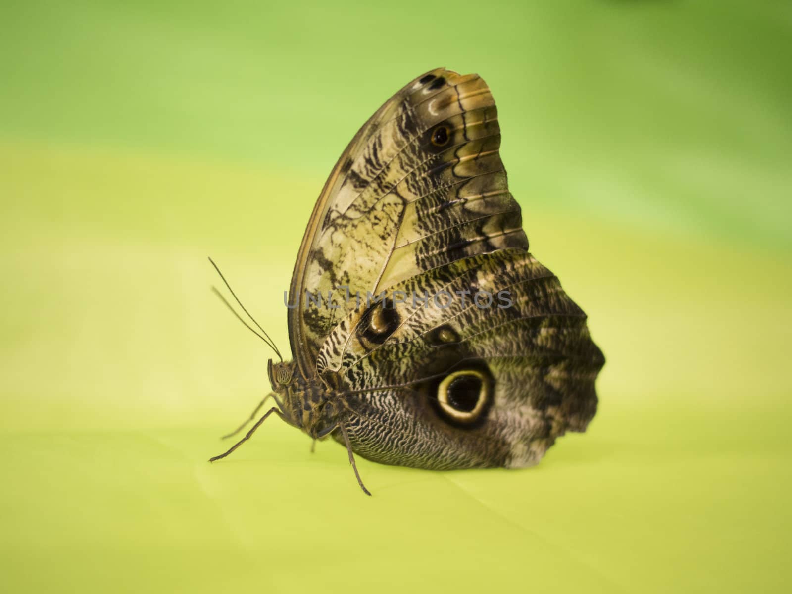 Tropical butterfly