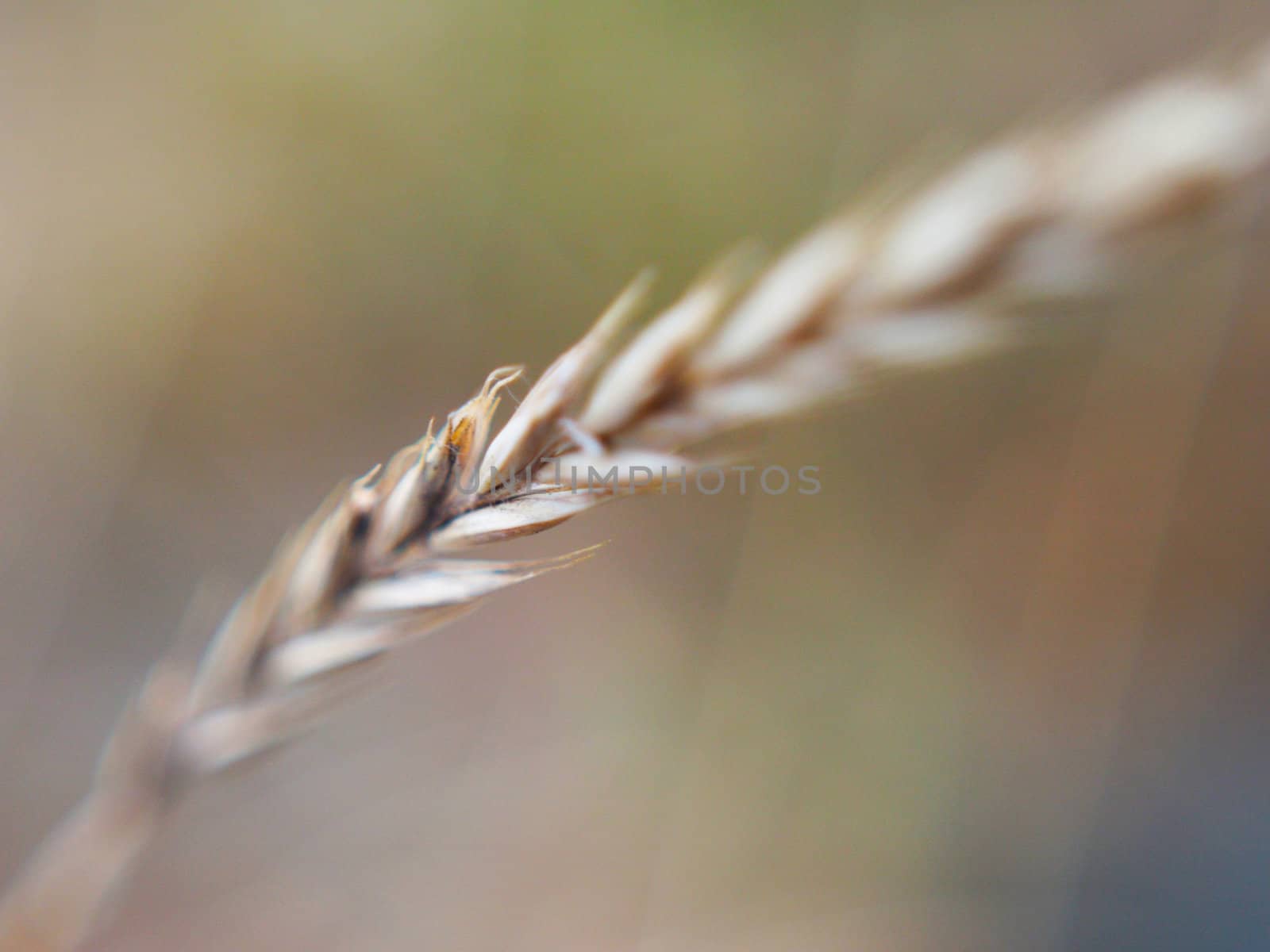 cereals