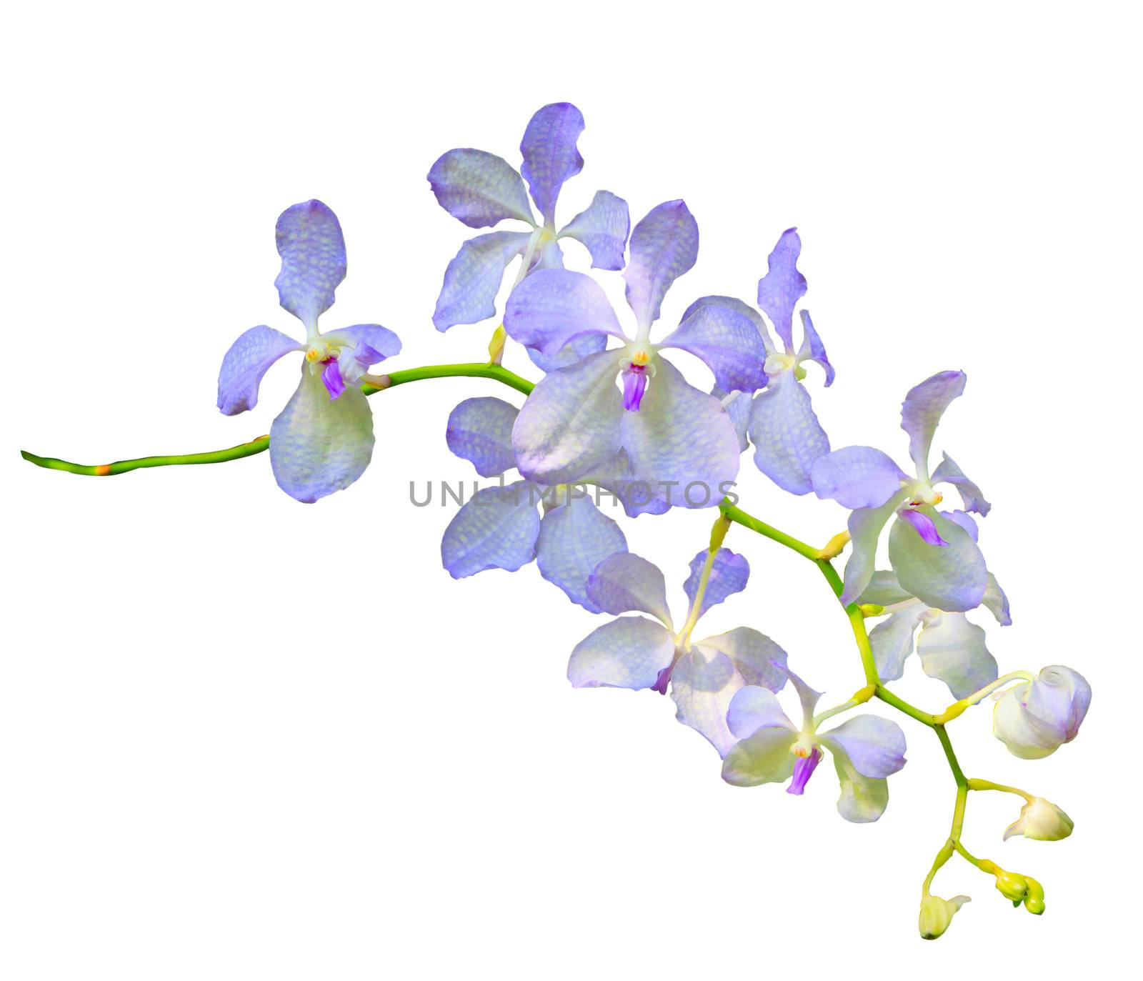  purple vanda coerulea orchid flower isolated on white backgroun by khunaspix