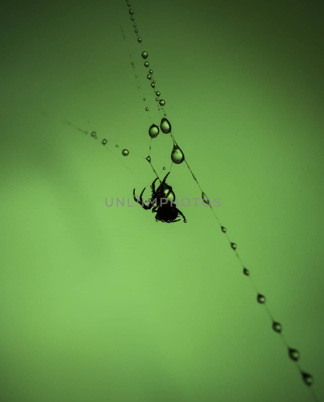 spider web in the droplets