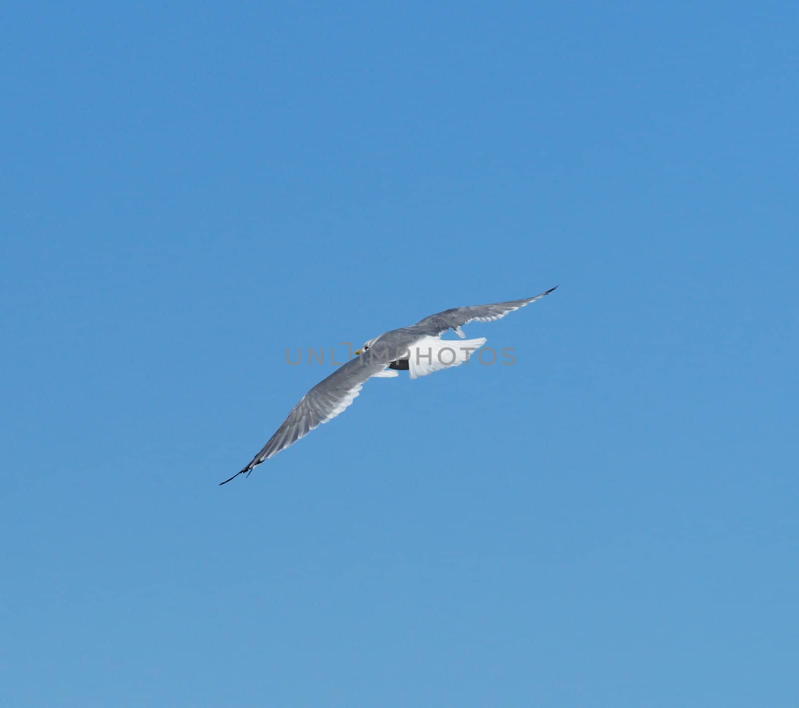 flying seagull 