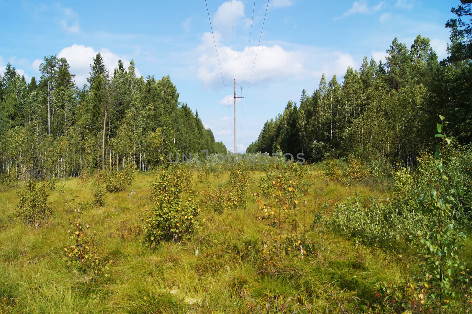 power lines in the forest